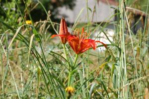 Giardino di Pur Mountain View Flat