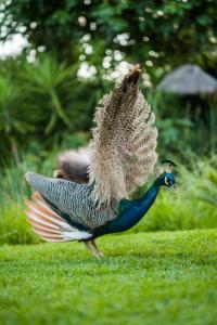 a peacock walking on the grass with its wings out at Achtis Hotel in Afitos