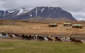 a herd of horses running in a field with a mountain at Eldborg Cabins and Guesthouse in Kolbeinsstaðir