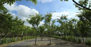 a row of trees on a dirt road at Yeongwol cubezone in Yeongwol