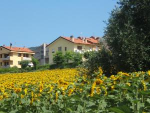 ein Feld gelber Sonnenblumen vor den Häusern in der Unterkunft Grazioso Appartamento Panoramico in Sirolo