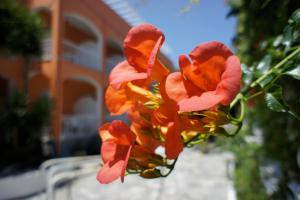 Fotografie z fotogalerie ubytování Hotel Benitses Arches v destinaci Benitses