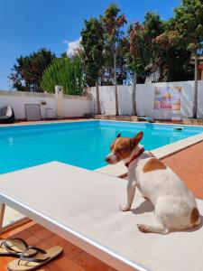 a dog sitting on a mattress next to a swimming pool at Aloha Village - Bed&Pet in Messina