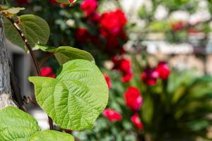 a tree with red flowers in the background at Apartments Al Parma in Budva