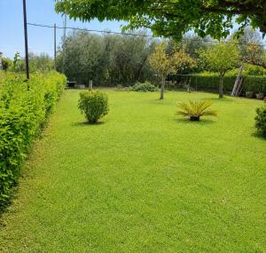 a yard with green grass and two bushes at Vicky's Sweet Home - Seaside Retreat in Evia in Agia Anna