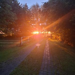 a tree on a road with the sun setting at Casabandow in Schwaan