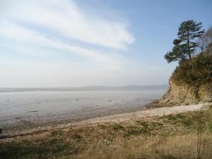 a tree on the side of a beach at Station Cottage in Silverdale