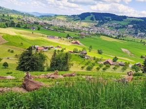 a group of cows laying in a grassy field at Apartment Fruehalp by Interhome in Unterägeri