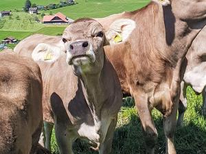 a group of brown cows standing in a field at Apartment Fruehalp by Interhome in Unterägeri +10 photos