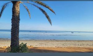 a palm tree on a beach with the ocean at hôtel Kridane in Houmt Souk