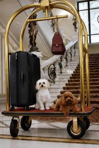 two dogs sitting on a cart with a suitcase at Hotel Bristol in Odesa +66 photos