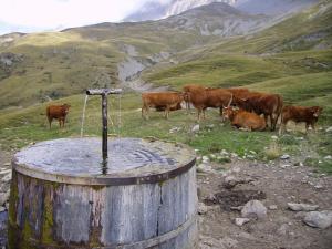 a group of cows grazing in a field next to a water barrel at Camping Lou Passavous in Le Vernet