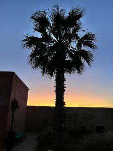 a palm tree with the sunset in the background at Casa Misasha, pool & rooftop-5 suites-13 lits-hamam in Essaouira +180 photos