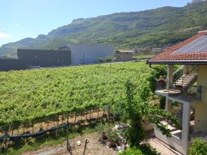 a vineyard on the side of a building at Casa Del Noce in Rovereto