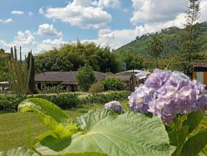 a plant with purple flowers in a garden at 1920 Casa Campestre in Córdoba