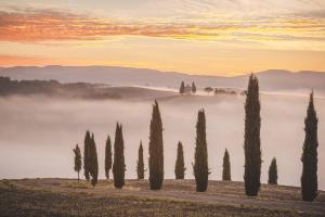 a row of cypress trees in a field with fog in the background at Casa di Sergio in Gambassi Terme