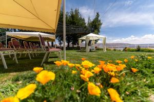 a field of yellow flowers with chairs and umbrellas at Hotel Jose Antonio Puno in Puno
