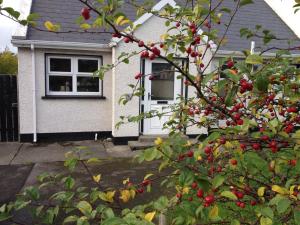 a house with a tree with red berries in front of it at Bridget's Cottage in Falcarragh