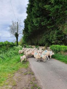 a herd of sheep walking down a road at The Horse Barn in Corsham
