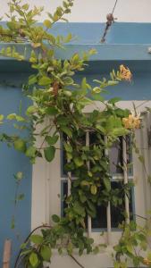 a plant is growing in front of a window at Dar Moussa Assilah in Asilah