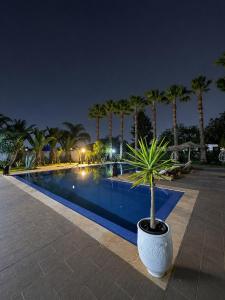 Eine Topfpflanze steht nachts neben einem Swimmingpool. in der Unterkunft Riad Hamdani in Casablanca