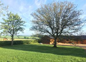 two trees in a field of green grass at College Farm in Brackley