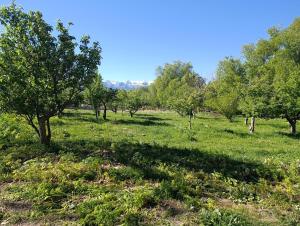 an apple orchard with trees in a field at Эламан in Otradnoye