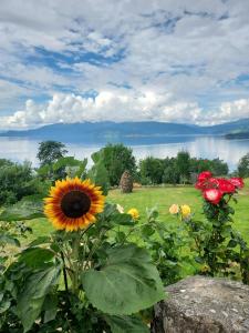 ein Blumenfeld mit Blick auf einen See in der Unterkunft Gamlastova in Samlanes + 17 Fotos