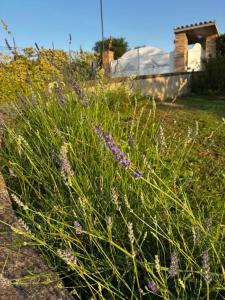a field of purple flowers with a house in the background at Audaces Resort in Recanati