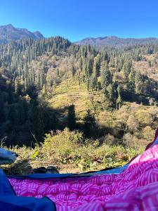 a view from the inside of a tent in a forest at The WILD Canopy in Kulu +7 photos