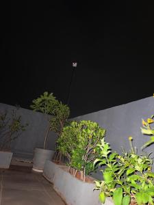 a group of plants in pots next to a wall at Studio apartment in Siroli +3 photos