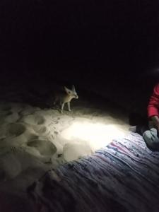 a cat standing in the sand in a dark room at safari book in Bawati