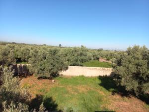 an orchard of olive trees in a field at immo in Aghmat