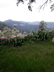 a field of grass with trees and flowers in the background at Hotel Lords Regency - Connected to the Mall Road in Shimla