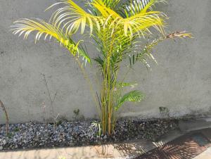 a palm tree in a rock garden next to a wall at Hotel El Elyon Ti Extra in Terrier Rouge