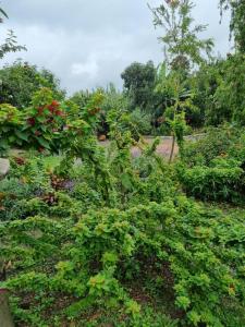 a garden with lots of green plants and trees at Mary House in Arusha