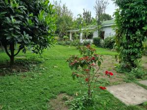 a garden with a small tree and a house at Mary House in Arusha