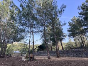a group of trees in front of a stone wall at Horizon Pines in Al Qbayyāt
