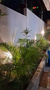 a group of palm trees in front of a white wall at Royal Homestay Siliguri in Silīguri Junction +21 photos