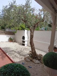 a tree in front of a house with a building at Karol Beach House in Santa Marinella
