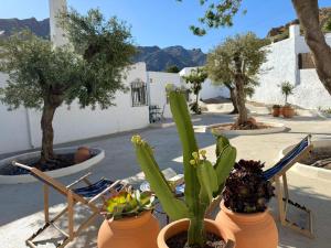 a group of cactuses and chairs in a courtyard at El Olivo in Níjar