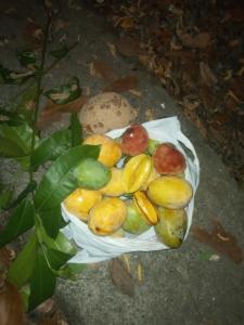 a bunch of fruit in a basket on the ground at Juan Lindo Hostel in San Pedro Sula +63 photos
