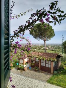a house with a view of a tree at Da Poldino in Borgo a Buggiano
