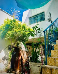 a house with a bunch of plants in front of it at Hostal Casa Margarito in Guadalajara