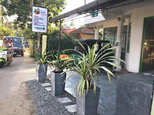 a group of potted plants on the side of a street at Happy Coconut in Unawatuna