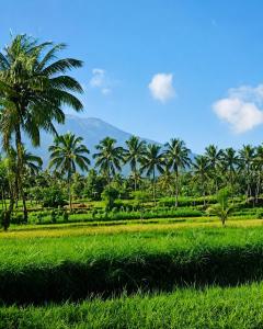 a field of green grass with palm trees in the background at Bale Bangket Homestay in Tetebatu