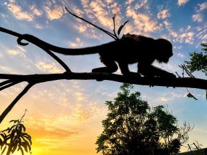 a monkey is walking on a tree branch at Los Susurros. Casa in Palenque