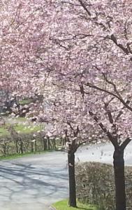 zwei blühende Bäume mit rosa Blumen auf einer Straße in der Unterkunft Ferienwohnung Ohmeis in Winterberg