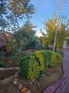 a hedge in a yard with trees and a sidewalk at NAMOLEKA House- Bloemfontein in Bloemfontein