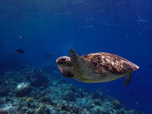 a green turtle swimming over a coral reef at 4 Sisters Divers in Bunaken